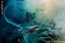 Symbiosis between Jellyfish & Cardinal Fishes by Victor Tabernero 